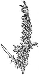 Camptochaete pulvinata. Branch detail. Drawn from B.H. Macmillan 93/95, CHR 506181.
 Image: R.C. Wagstaff © New Zealand Institute for Bioeconomy Science 2026 CC-BY 3.0 NZ